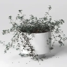 Indoor plant soleirolia